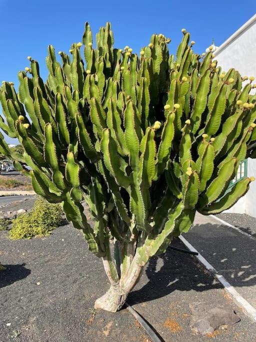 Apartamento Amura En Playa De Las Cucharas Costa Teguise Extérieur photo
